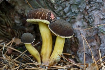 три коричневых боровика растут у коры дерева в лесу