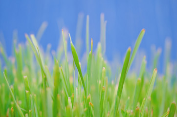 Macro shot of blurred out-of-focus silhouettes of green grass against the bright blue background at the end of summer, very shallow DOF (as an abstract blurred green background)