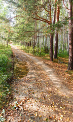 Obraz premium Forest track.