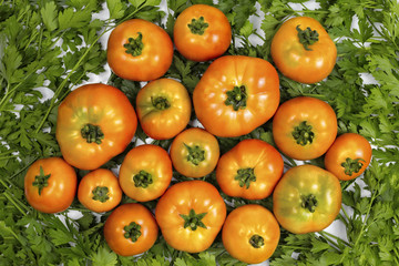 homemade tomatoes are on parsley, red tomatoes on green parsley, for a culinary book