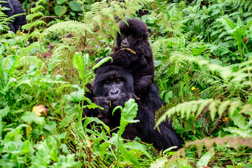 Mother and baby mountain gorilla intimacy