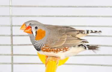 A couple of Zebra Finches on a perch in a cage