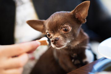 Cute brown chihuahua dog going to eat in restaurant