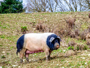 piglet