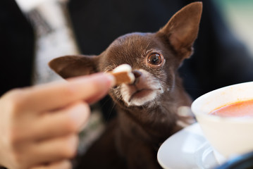 Cute brown chihuahua dog going to eat in restaurant