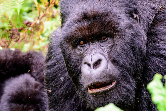 stare of a silverback mountain gorilla