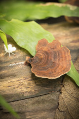 Mushroom on old timber, nature