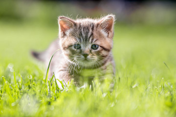 Naklejka na ściany i meble Young cat in green grass