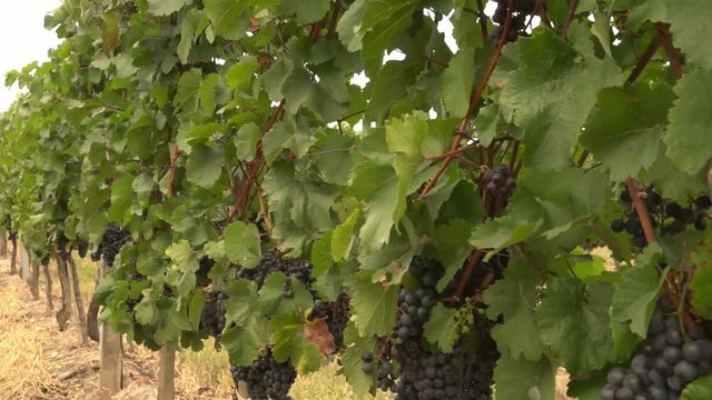 Kamerafahrt über reife Weintrauben in Weingarten