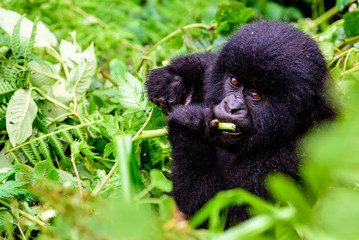 Baby mountain gorilla eating in the forest © jtplatt