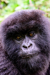 Close up of the face of a juvenile mountain gorilla