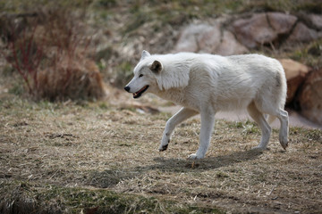 Obraz premium White wolf walking through a grassy field.