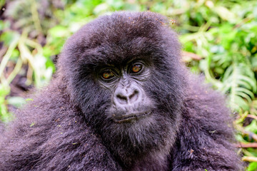 Head shot of a juvenile mountain gorilla