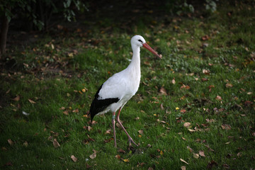 European white stork