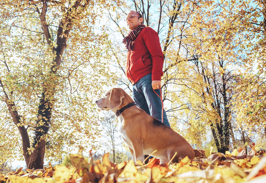 Man walks with dog in golden autumn park