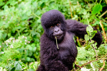 Head and shoulders of an adorable mountain gorilla baby