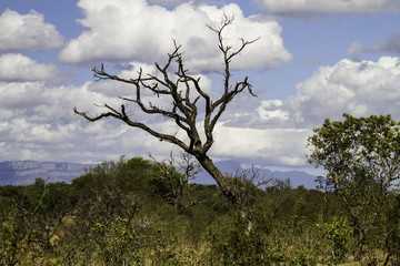 Bush Sud Africain