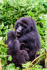 Mother gorilla looking at her baby