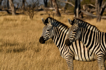 Zebras in Botswana