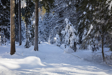Winterwald, Allgäu, Bayern, Deutschland, Europa