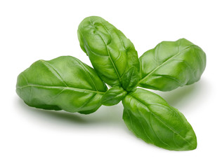 Basil