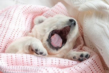 Fototapeta na wymiar very small golden retriever puppy yawns