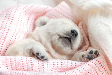 Very small Golden Retriever puppy sleeping in a pink plaid