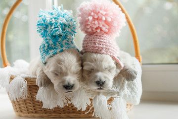 Two small puppies in caps sit in a basket on a window background