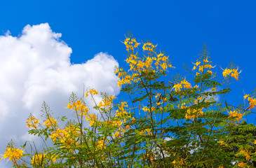 Tropical Plant Yellow Caesalpinia Pulcherrima