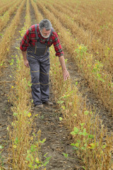 Fototapeta na wymiar Farmer or agronomist examining soybean plant in field ready for harvest after drought