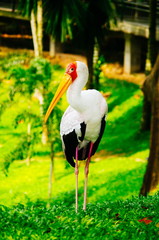 Yellow-billed Stork