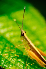 The green grasshopper sits on a leaf. The little grasshopper. Selected focus. Grasshopper in tha garden