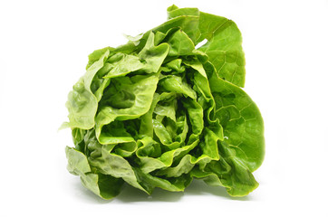 Green butter head lettuce