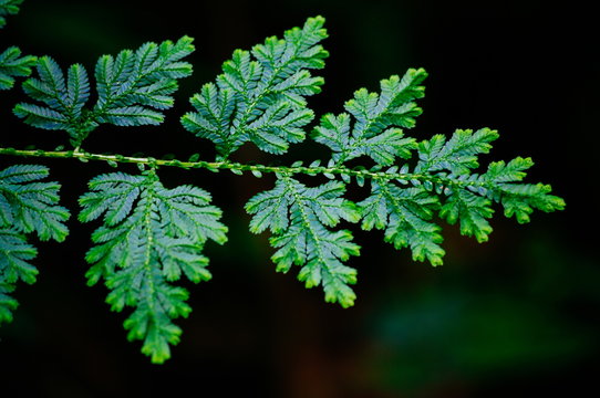 Detail of beautiful tropical fern branch with leaves, Borneo Malaysia