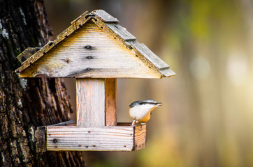 Bird nuthatch in the bird feeder is fed with seeds