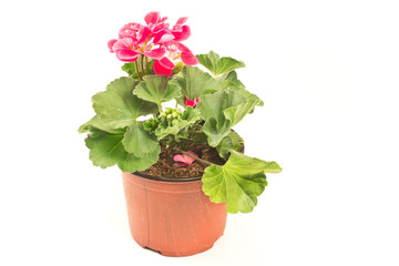 Geranium flower in pot isolated on white background