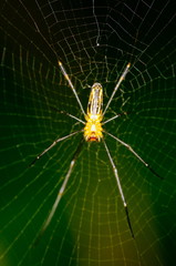 Spider and spider web against a green background in nature of Borneo