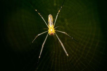 Spider and spider web against a green background in nature of borneo