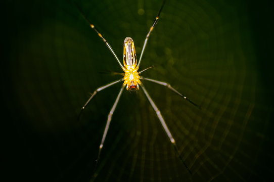 Spider and spider web against a green background in nature of borneo