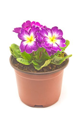 Primula primrose purple flower isolated on white