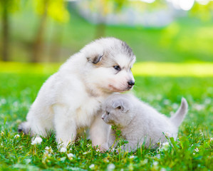 Fototapeta premium Alaskan malamute puppy and kitten sitting together on green grass