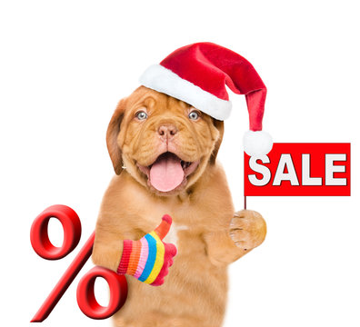 Funny puppy in red christmas hat with a percent sign and sales symbol showing thumbs up. isolated on white background