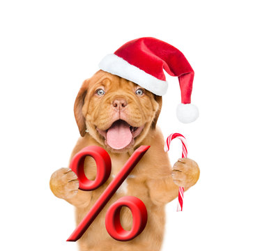 Funny puppy in red christmas hat holds a percent sign and candy cane. isolated on white background