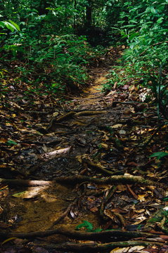 Jungle trails after rain revealing labyrint of tree roots in tropical rainforest of Sabbah, Borneo Malaysia