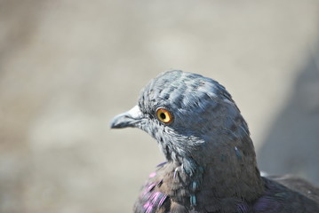 pigeon