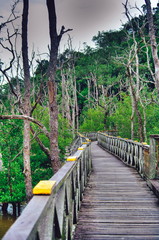 Obraz premium Wooden plank bridge observatory of mangrove forest in rain forest of Borneo Malaysia