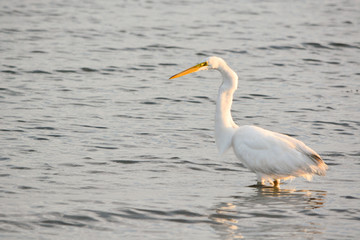 Fototapeta na wymiar Great White Egret Patrols the Bay for Fish at Sunrise on a Summer Morning
