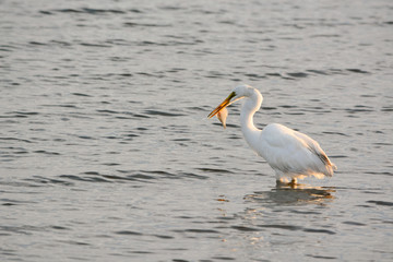 Fototapeta na wymiar Great White Egret Eating Flounder in the Bay at Sunrise on a Summer Morning