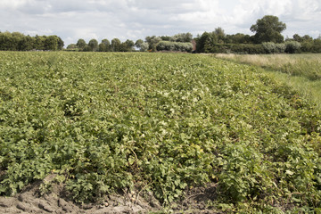 Fototapeta na wymiar Potato field in Kattendijke