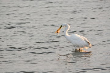 Fototapeta na wymiar Great White Egret Bird Enjoys a Breakfast of Flounder at Sunrise in the Bay
